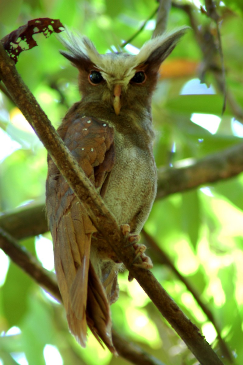 Crested Owl - John Anderson