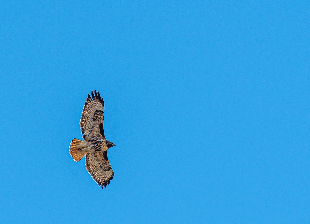 Red-tailed Hawk - Ken Miracle