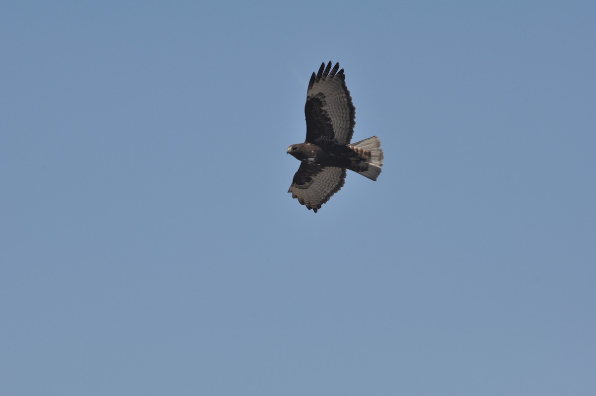 Red-tailed Hawk (Harlan's) - ML285586201