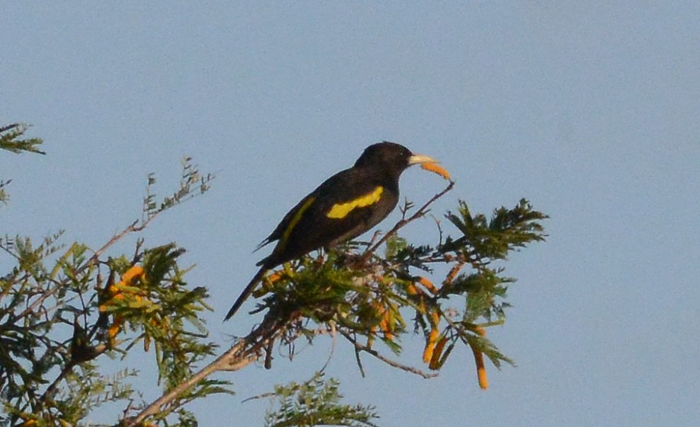 Yellow-winged Cacique - ML285590641