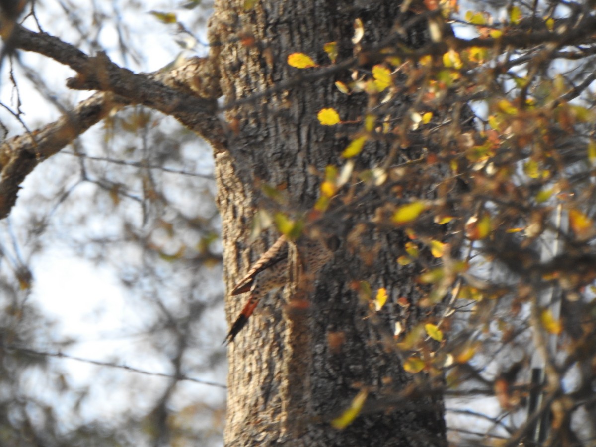 Northern Flicker (Red-shafted) - ML285592811