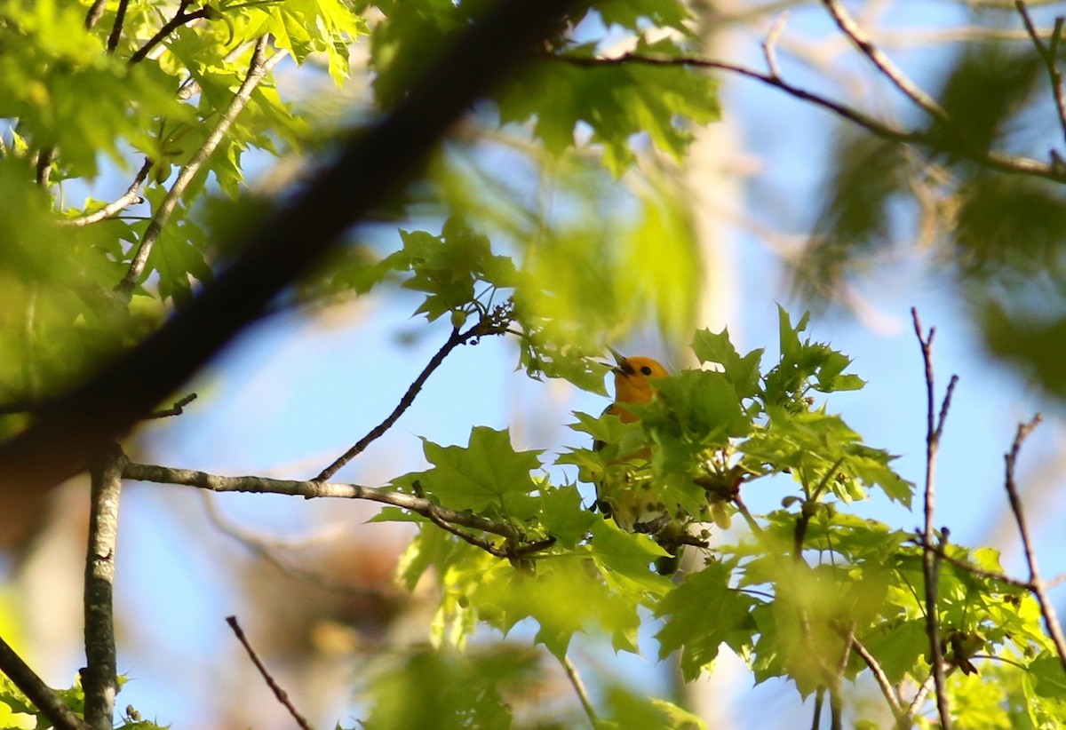 Prothonotary Warbler - Nathan Dubrow