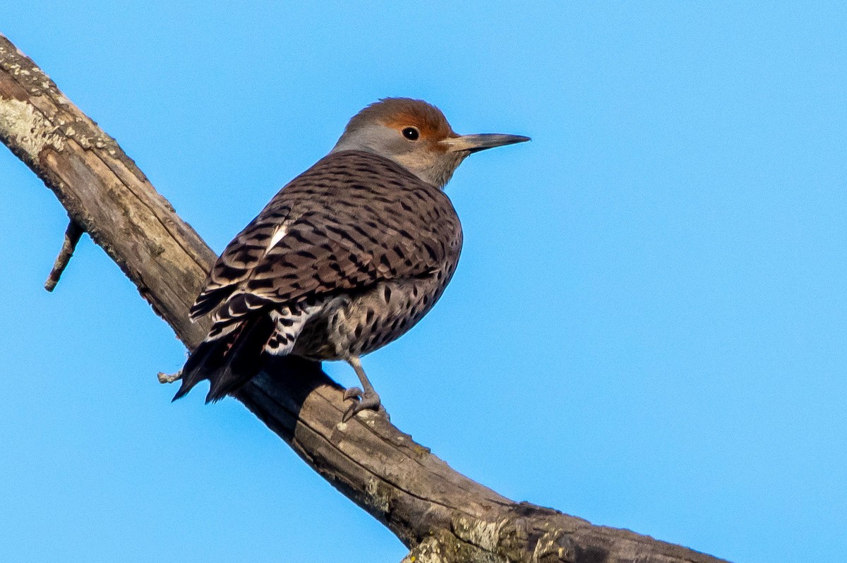 Northern Flicker (Red-shafted) - ML285601531