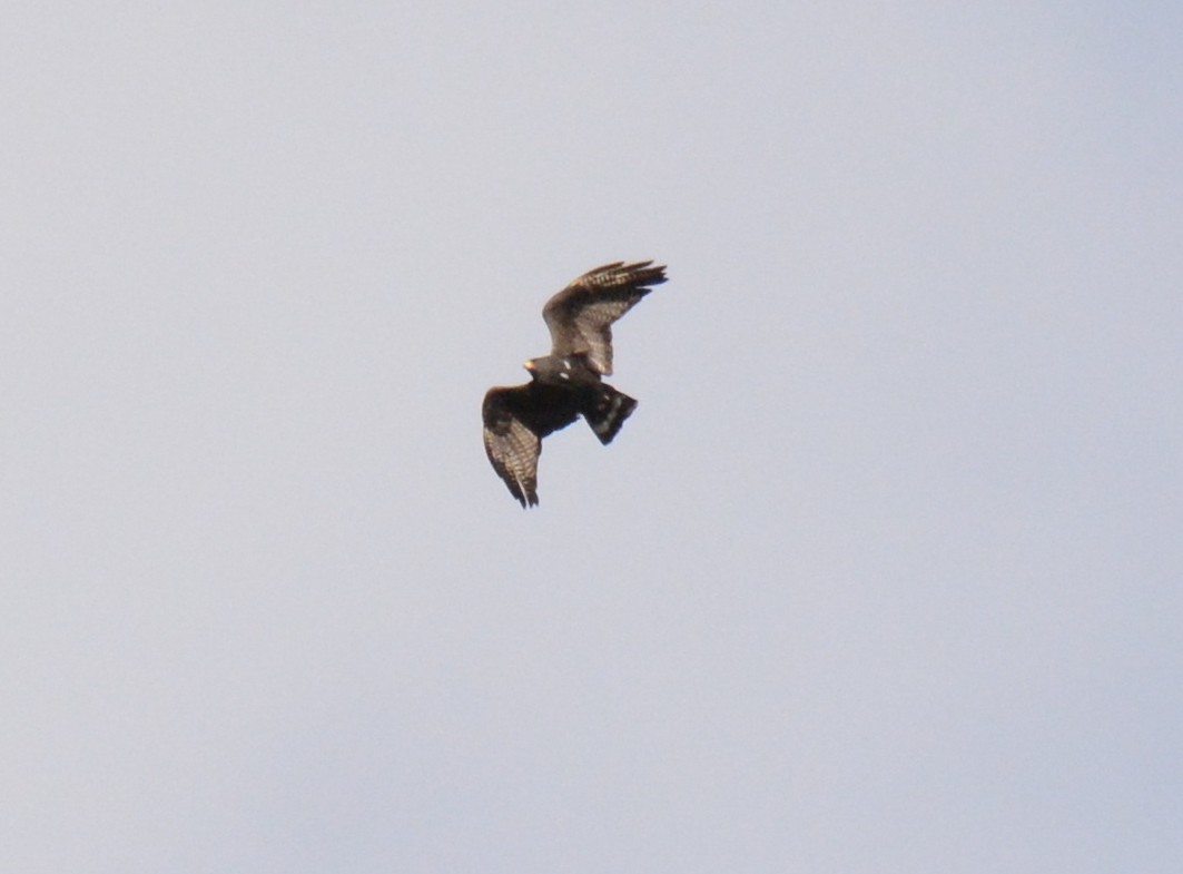 Zone-tailed Hawk - Chris Bergmann