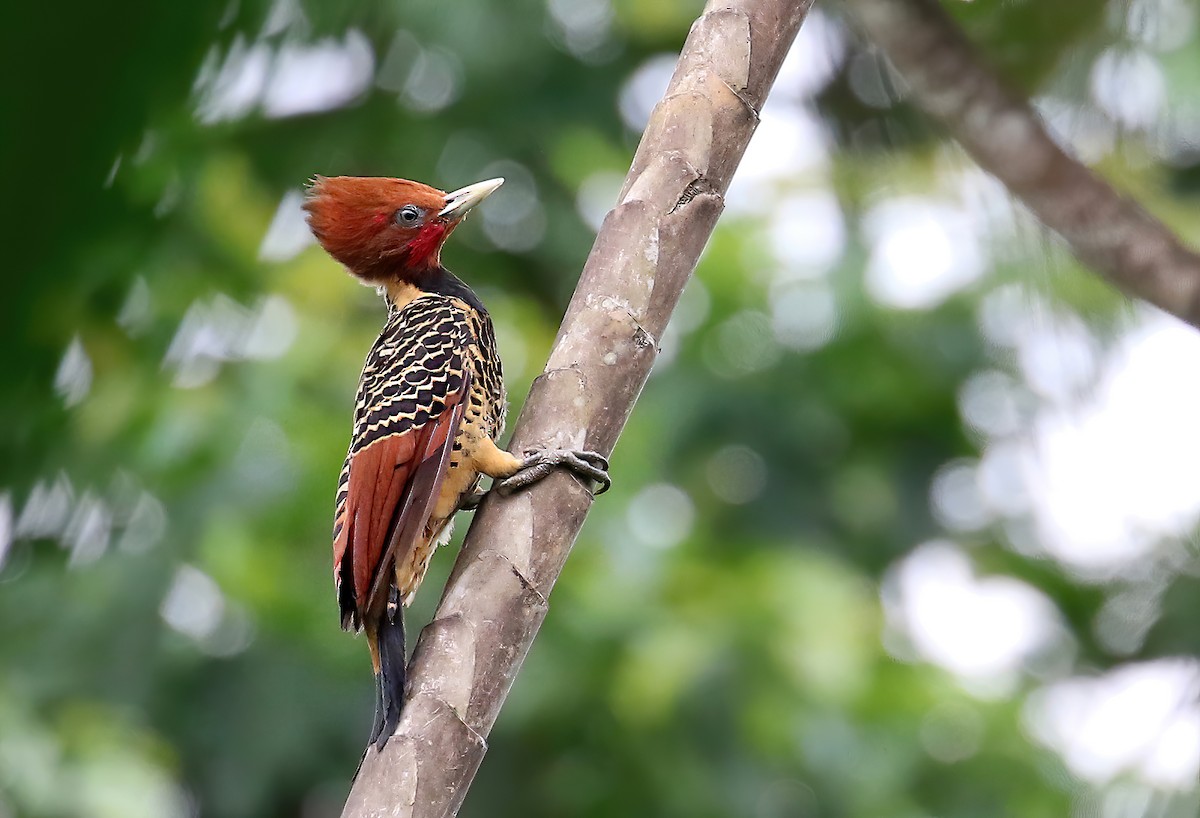 Rufous-headed Woodpecker - Andrew Spencer