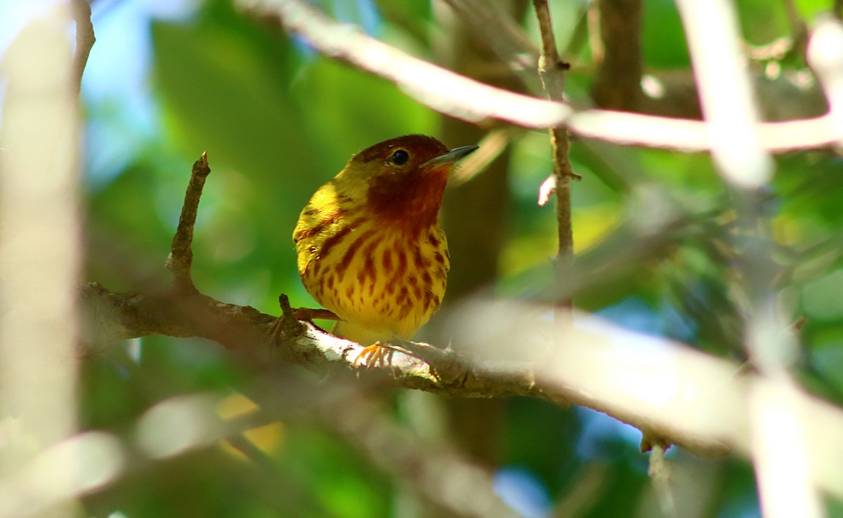 Yellow Warbler (Mangrove) - Luis Hernánadez(@Birdsbyluishernandez)