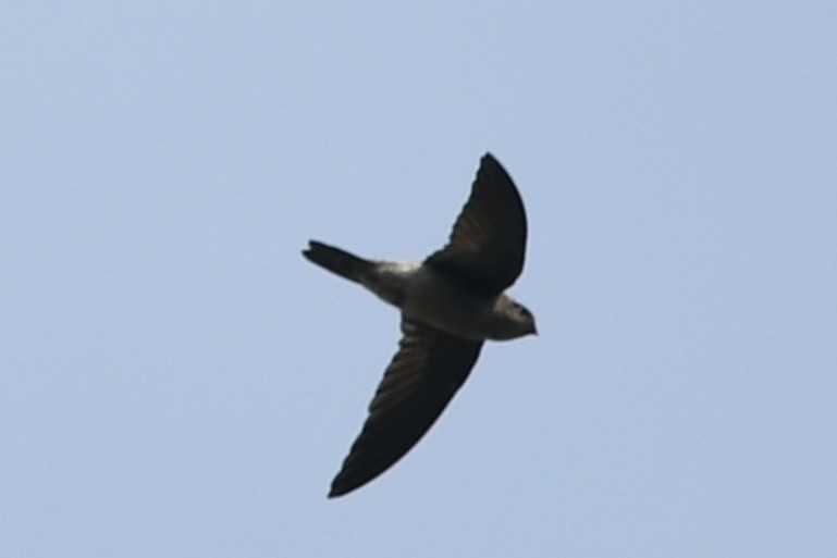 Black-nest Swiftlet - lord of the wings  team