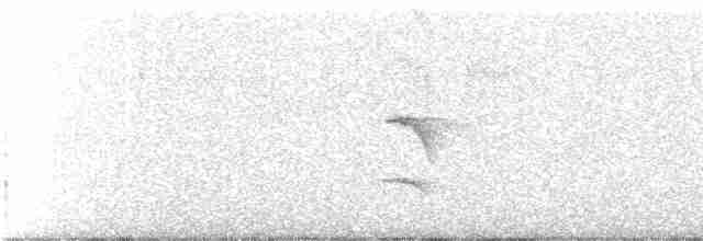 Дереволаз плямистолобий (підвид neglectus) - ML28563