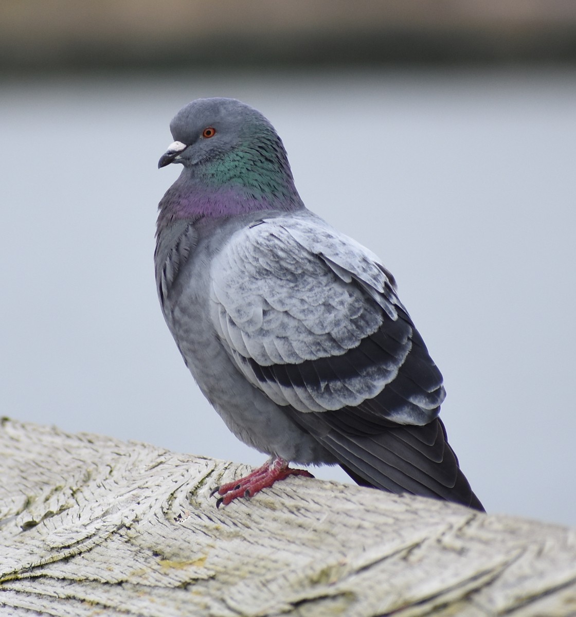 Rock Pigeon (Feral Pigeon) - ML285630591