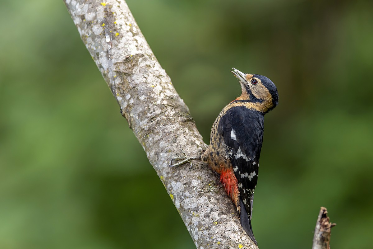 Necklaced Woodpecker - Su Li