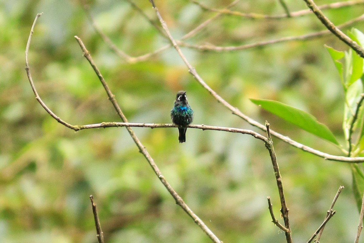 kolibřík trnoocasý - ML285632081