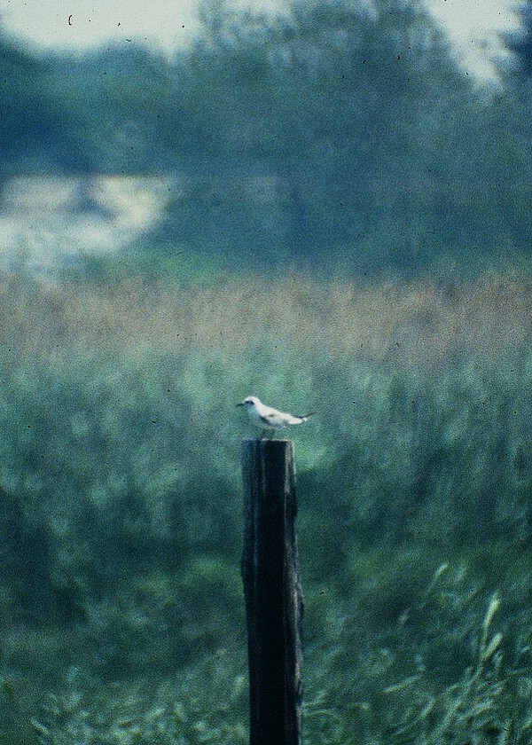 White-winged Tern - Dave DeReamus
