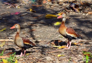 Black-bellied Whistling-Duck (autumnalis), ML285641541