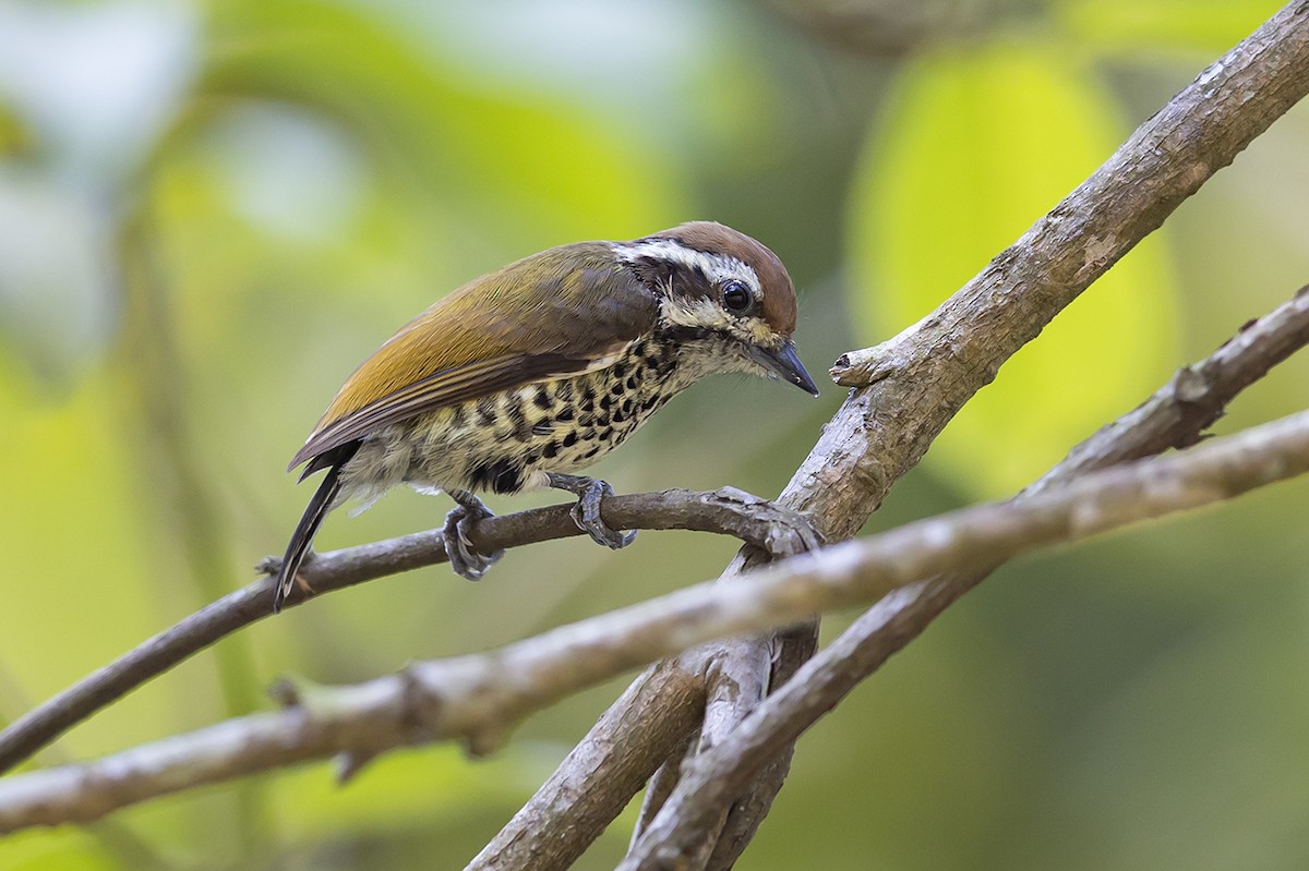 Speckled Piculet - ML285642971