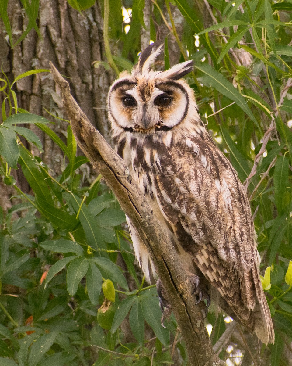 Striped Owl - ML285646421