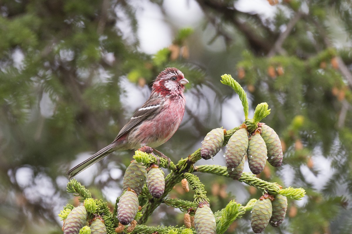 Long-tailed Rosefinch - benny cottele