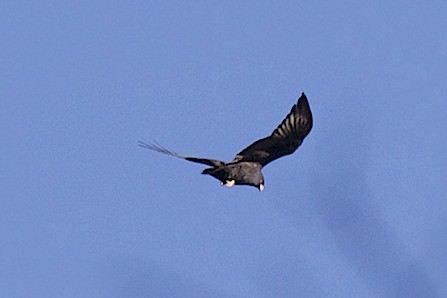 Zone-tailed Hawk - robert bowker