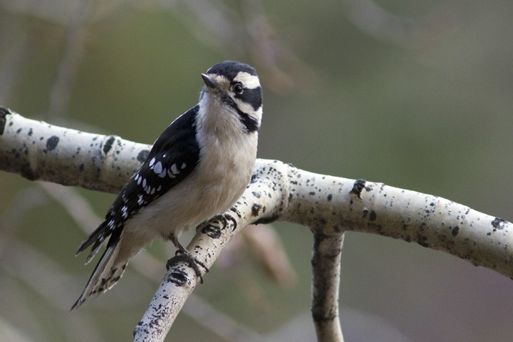 Downy Woodpecker (Eastern) - Richard Bunn