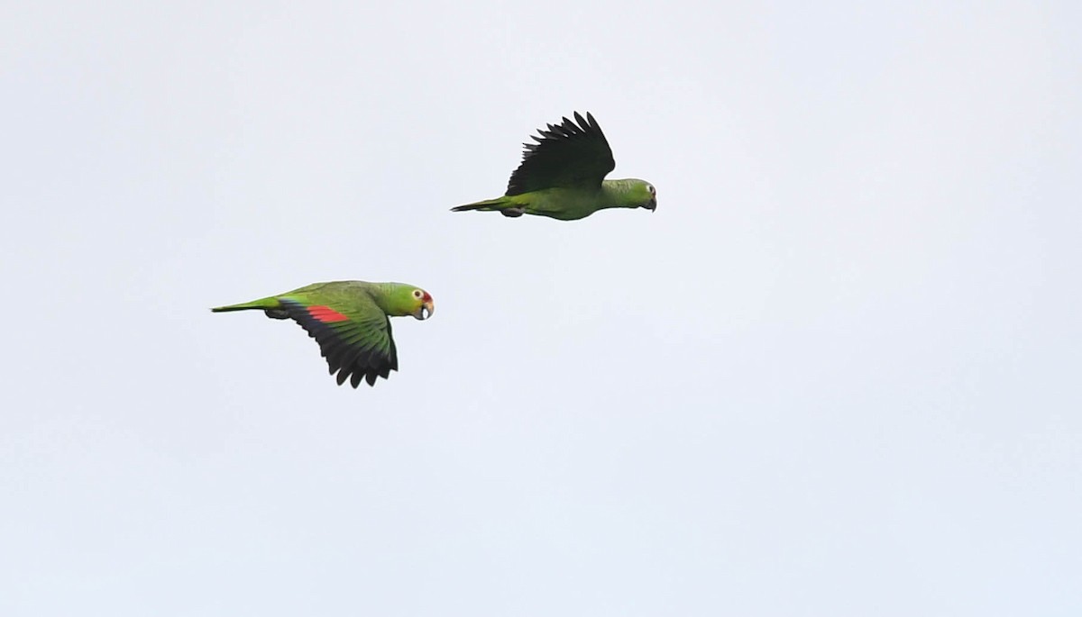 Red-lored Parrot - Sean Sime