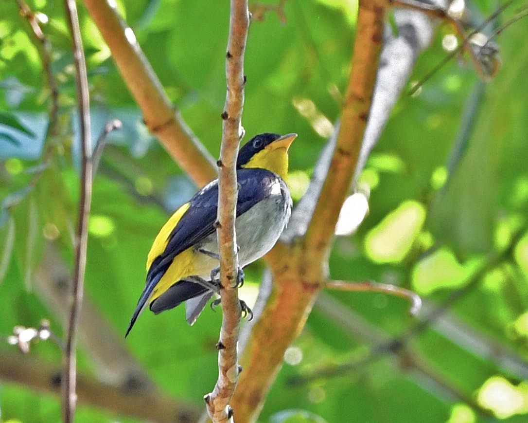 Yellow-backed Tanager - ML285655761
