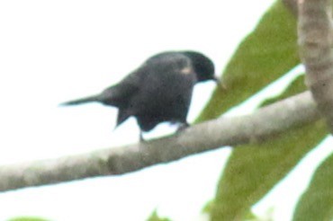 Tawny-shouldered Blackbird - Sea Williams