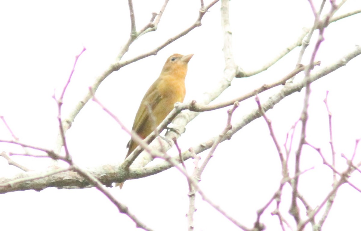 Summer Tanager - Sea Williams