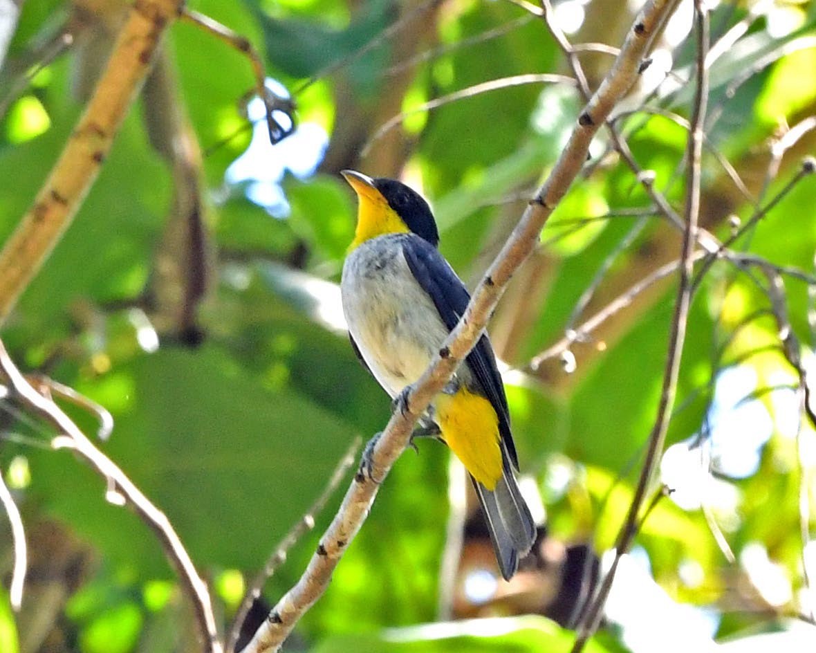 Yellow-backed Tanager - ML285656431