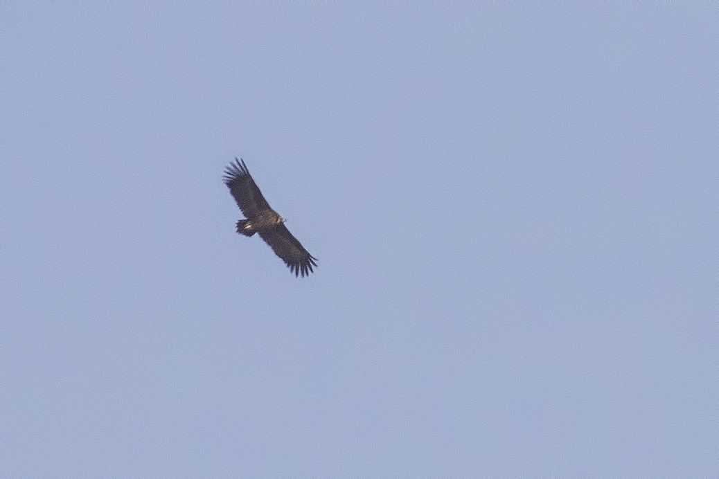 Cinereous Vulture - ML285660711