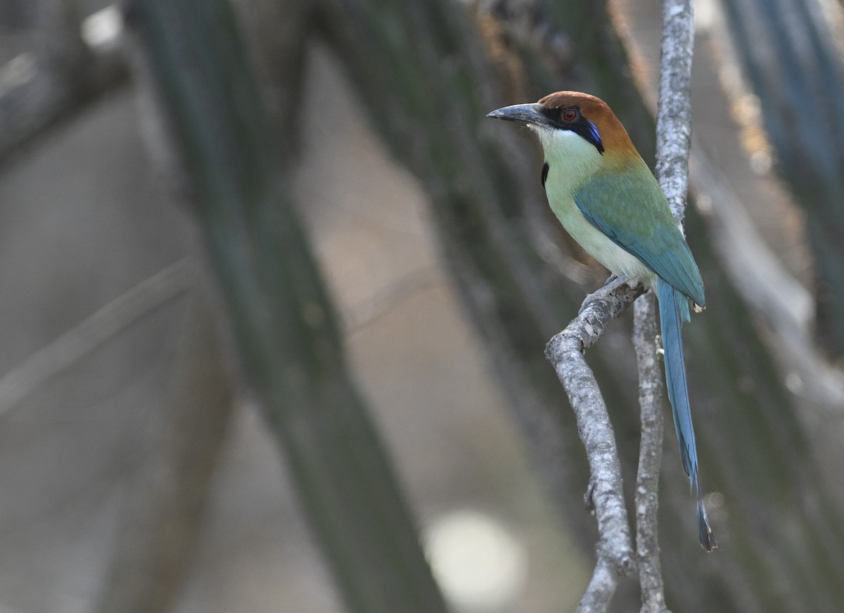 Russet-crowned Motmot - Rob Cahill
