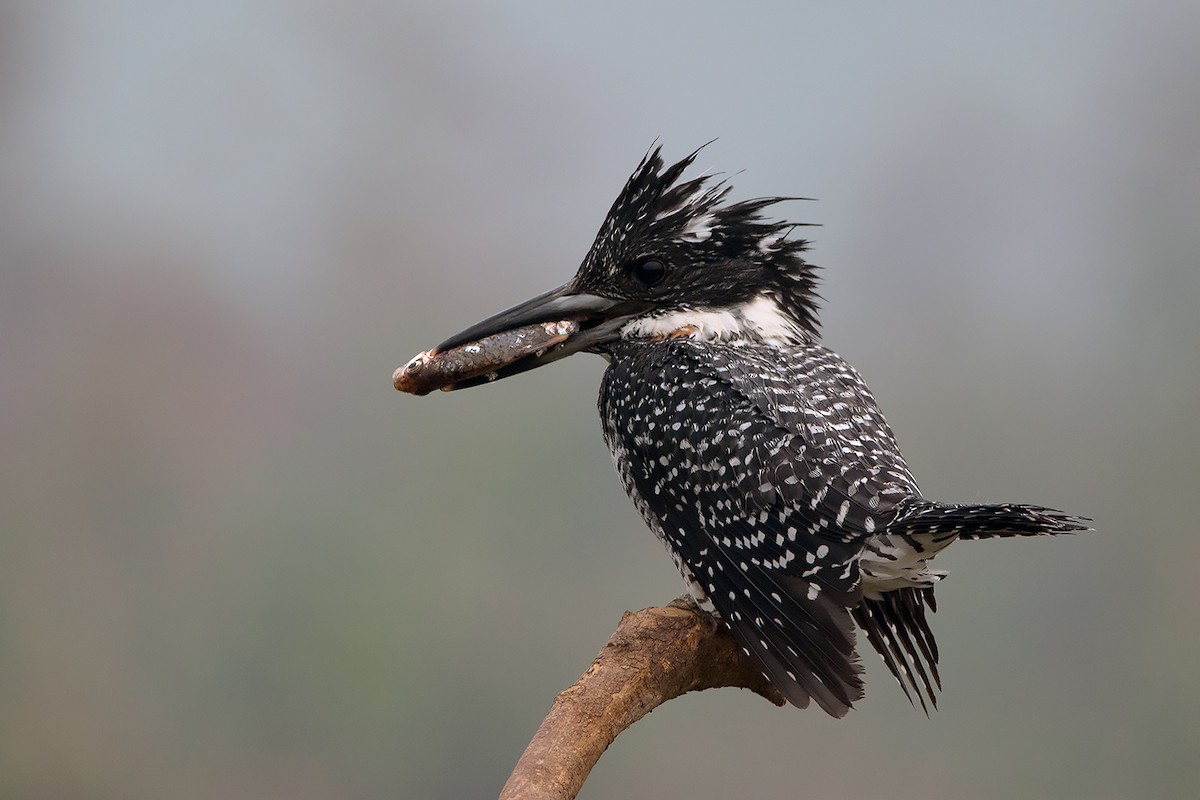 Crested Kingfisher - ML285668561