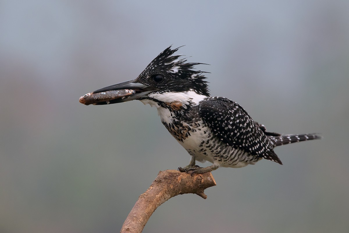 Crested Kingfisher - ML285668571