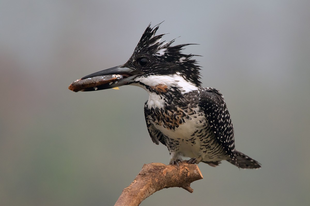Crested Kingfisher - ML285668581