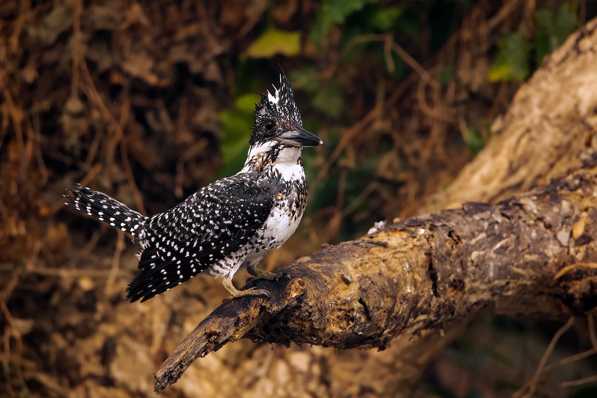 Crested Kingfisher - ML285668601