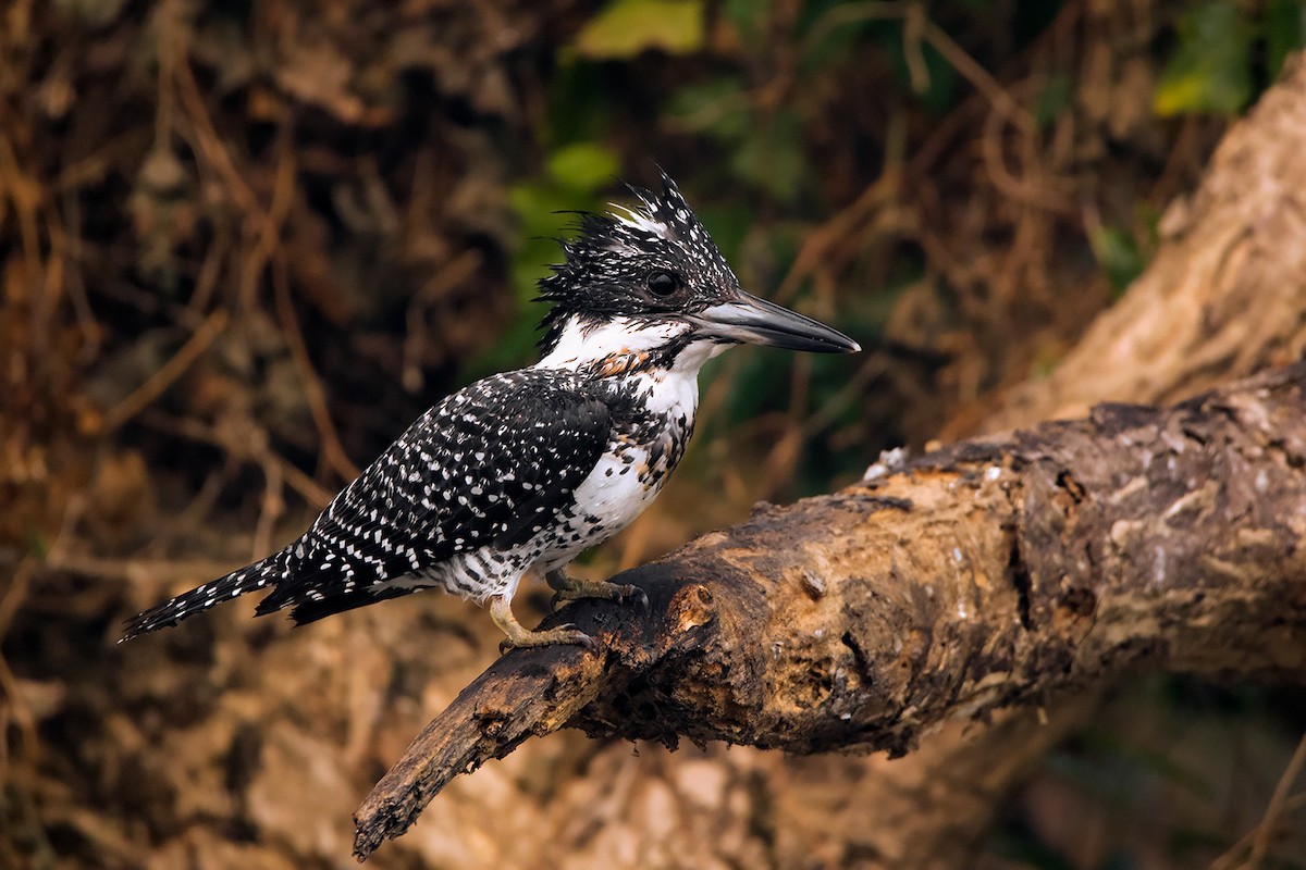 Crested Kingfisher - ML285668611