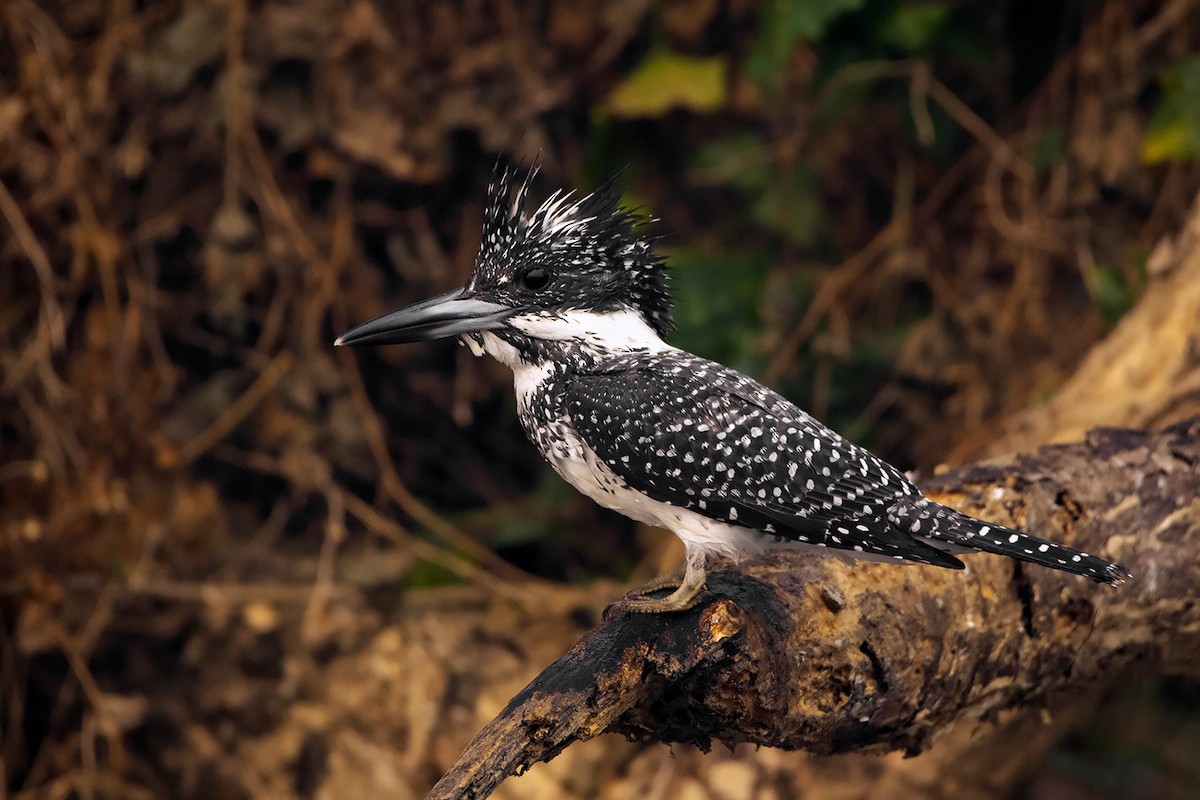 Crested Kingfisher - ML285668621