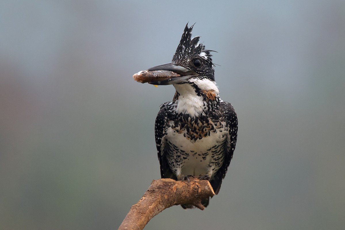 Crested Kingfisher - ML285668631
