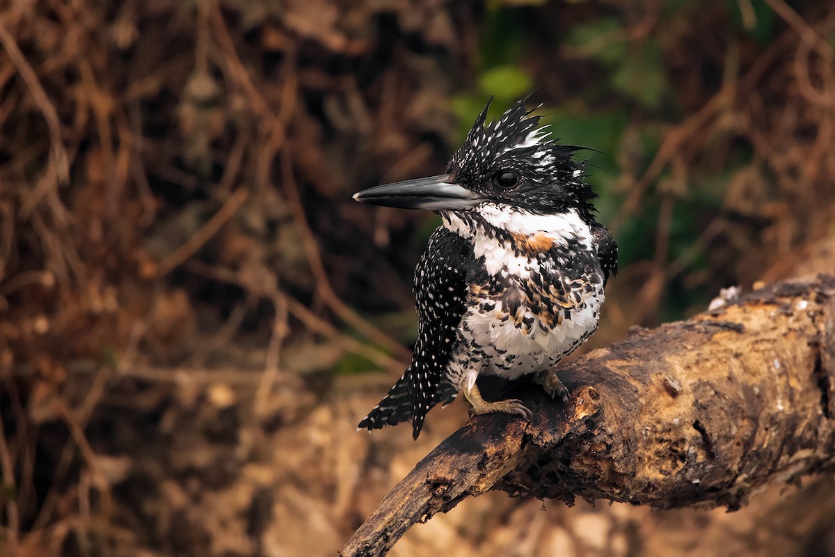 Crested Kingfisher - ML285668641