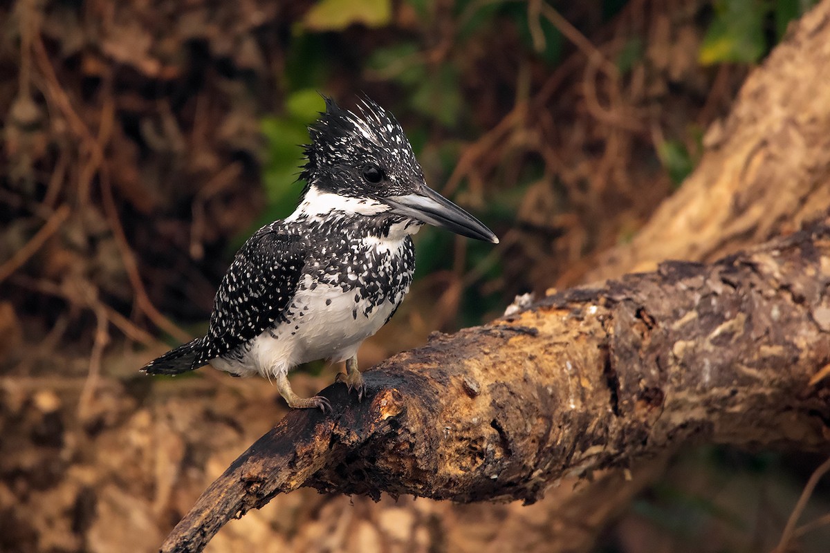 Crested Kingfisher - ML285668651
