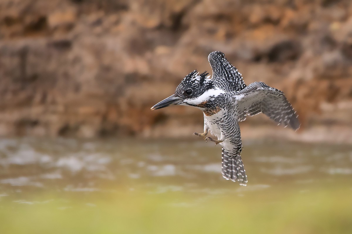 Crested Kingfisher - ML285668791