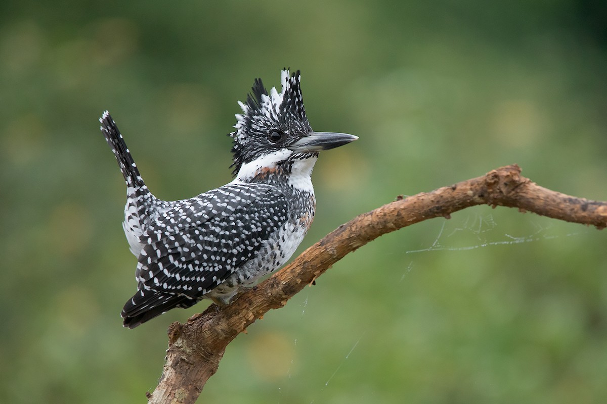 Crested Kingfisher - ML285668801