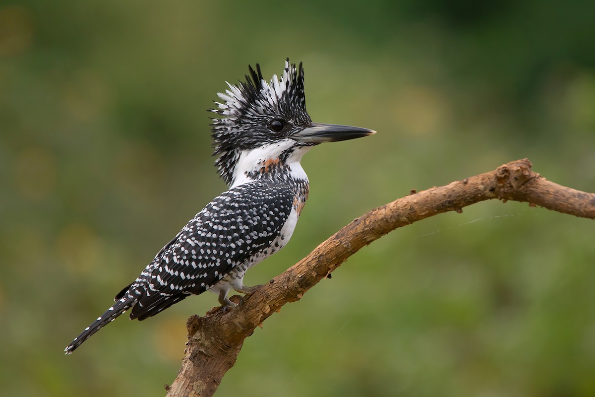 Crested Kingfisher - ML285668811