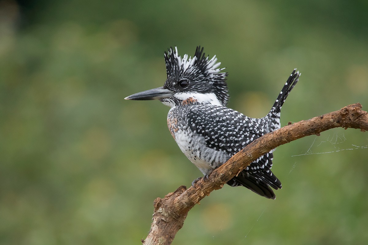 Crested Kingfisher - ML285668831