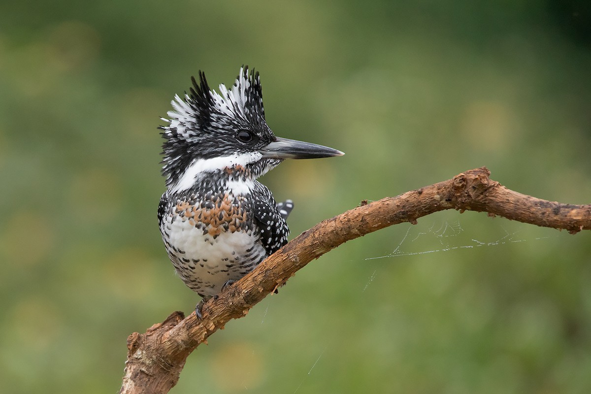 Crested Kingfisher - ML285668841