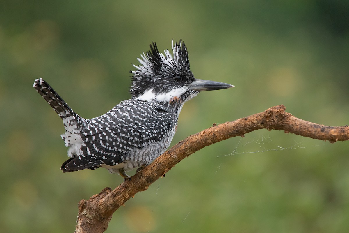 Crested Kingfisher - ML285668851