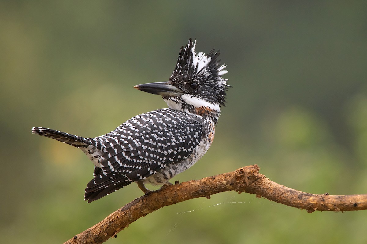 Crested Kingfisher - ML285668881