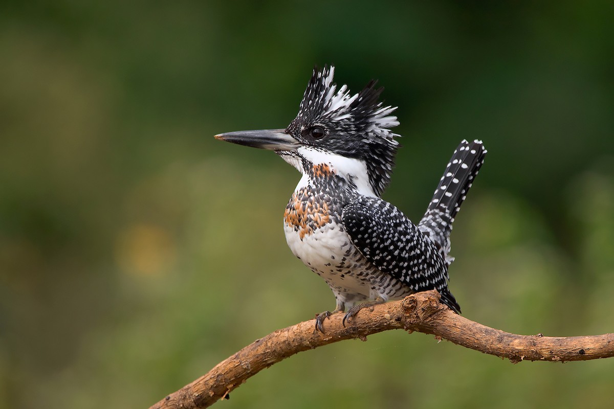 Crested Kingfisher - ML285668891