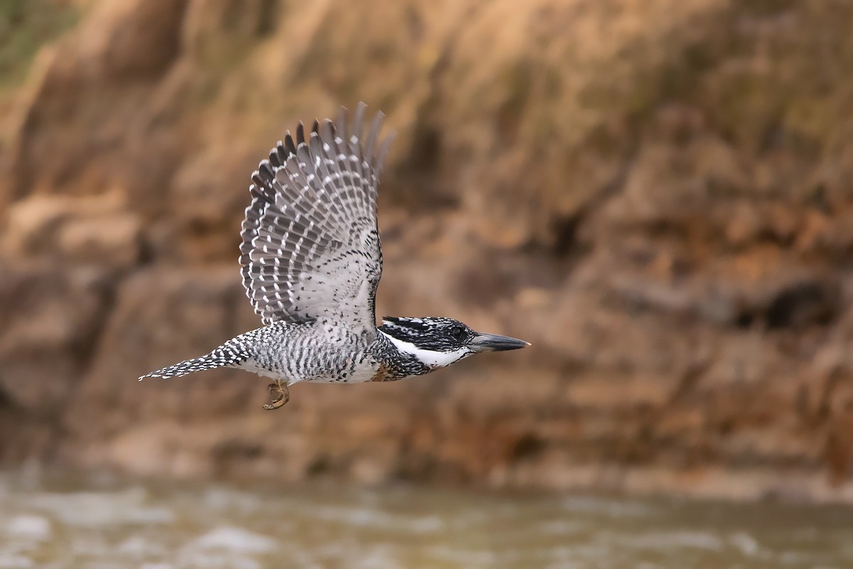 Crested Kingfisher - ML285668901