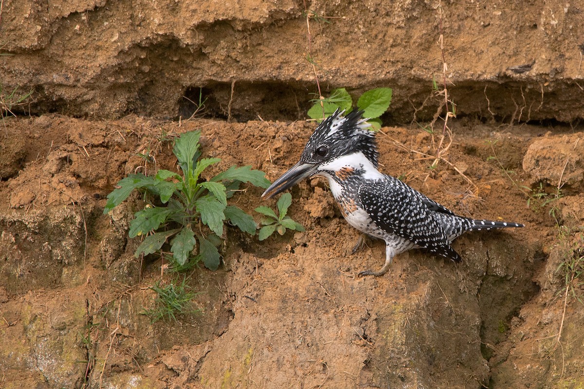 Crested Kingfisher - ML285668921