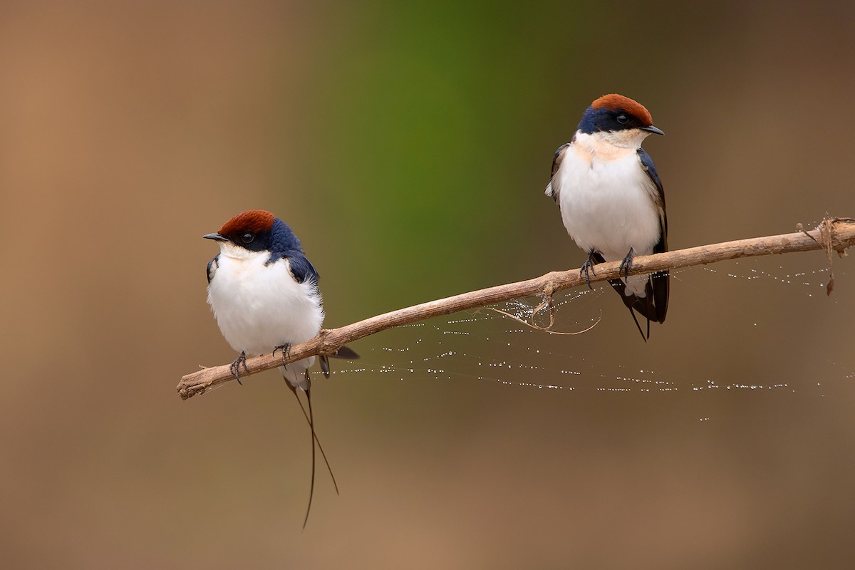 Wire-tailed Swallow - ML285668941