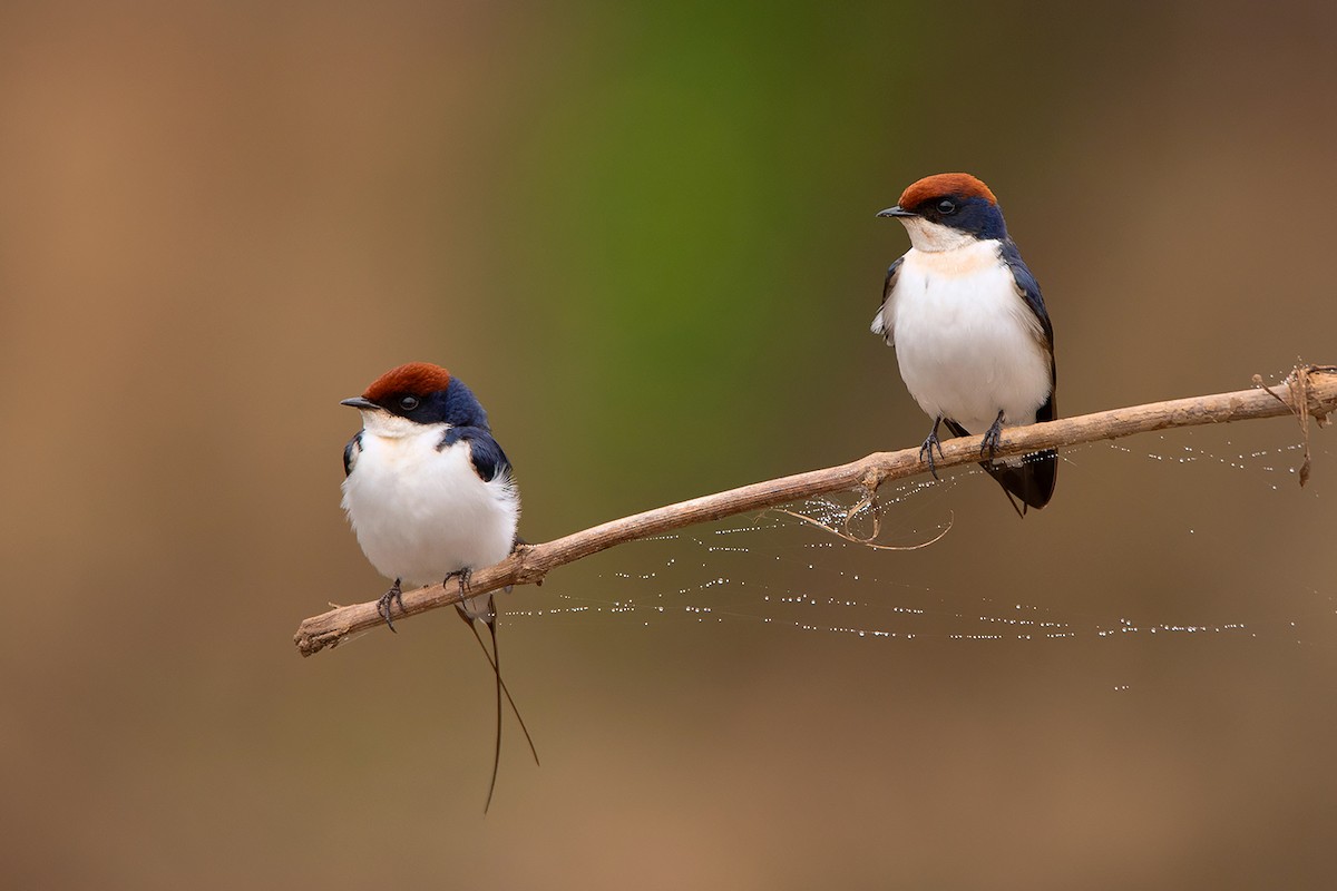 Wire-tailed Swallow - ML285668951